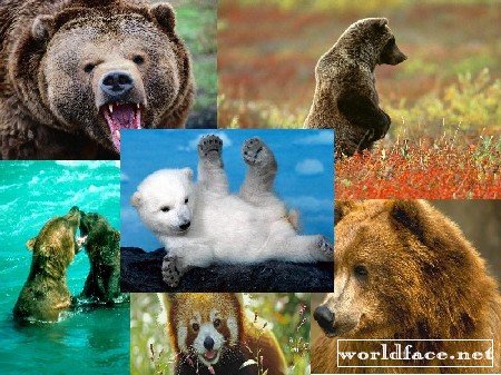 :  / Bears Wallpapers