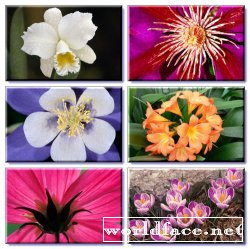 Волшебные цветы – Фоны для монитора (Рисунки 1600 1200)