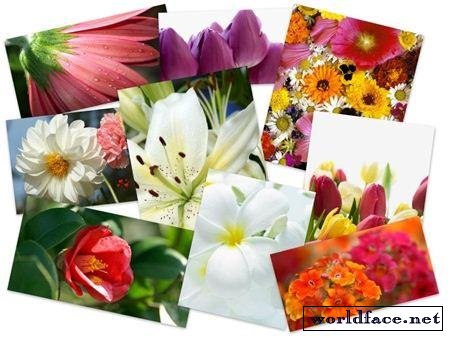 45 Colorful Incredible Flowers HQ Wallpapers
